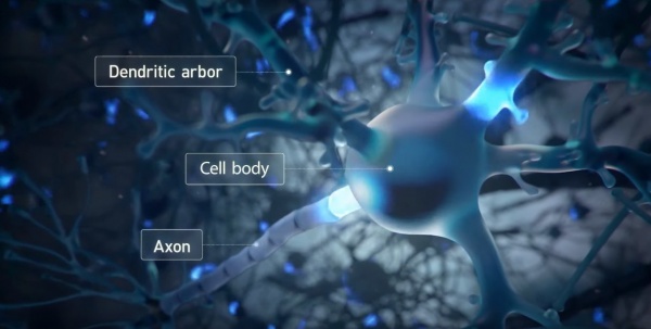 生化脑技术曝光！马斯克的Neuralink直播发布串联关键，最快明年人体实验