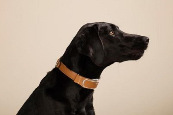 LINK AKC™