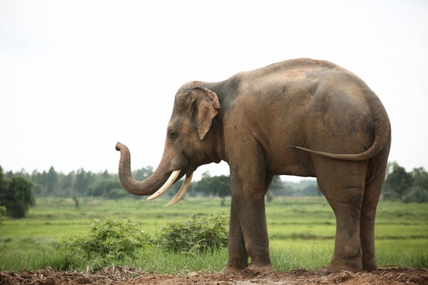 Asian Elephant
