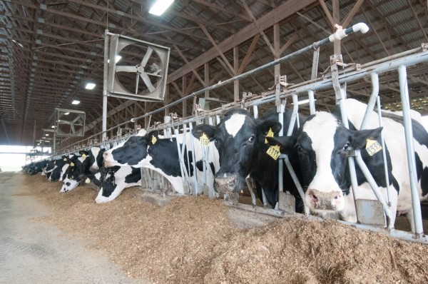 milk cow.jpg