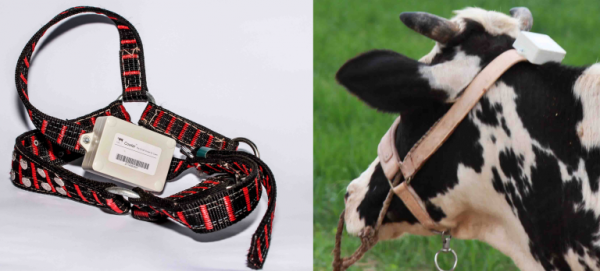 cowlar.png