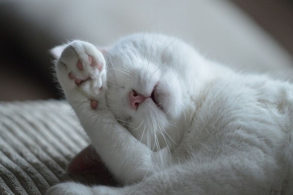 lazycat