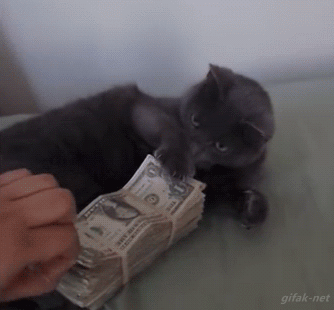 giphy-11-1.gif