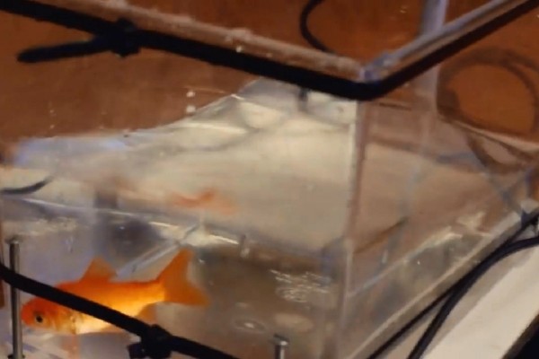 Fish on Wheels (5)