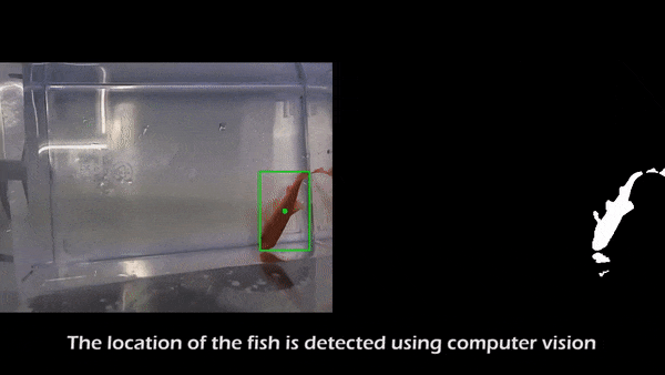Fish on Wheels gif