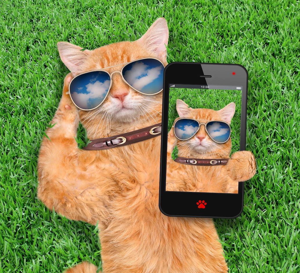 cat_camera_shutterstock_403118317.jpg