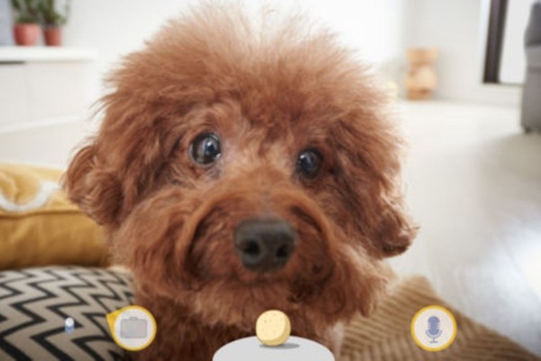 furbo
