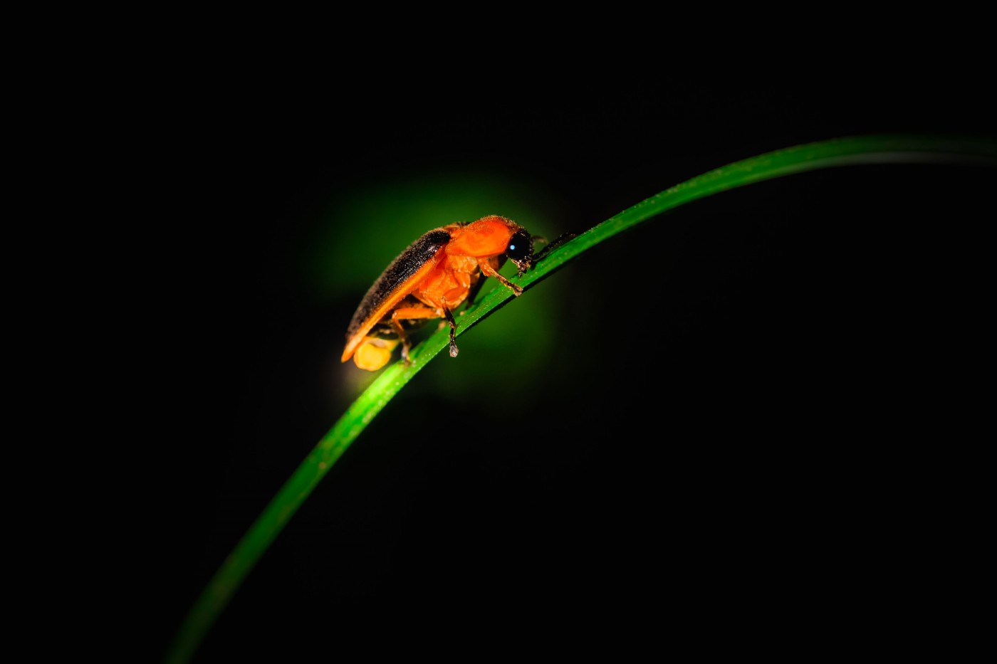 shutterstock_674226706_fireflies.jpg