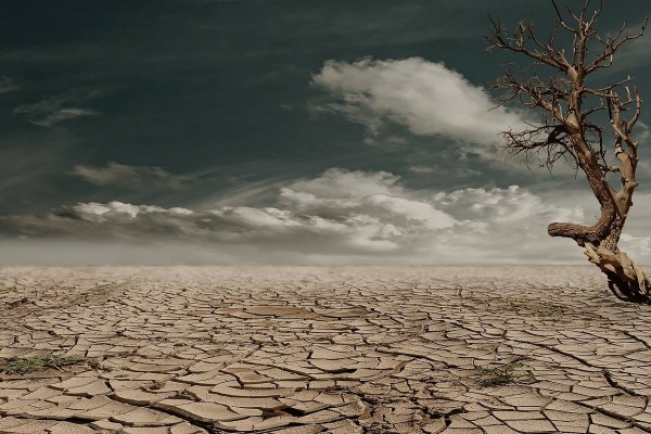Tumbleweed (4)