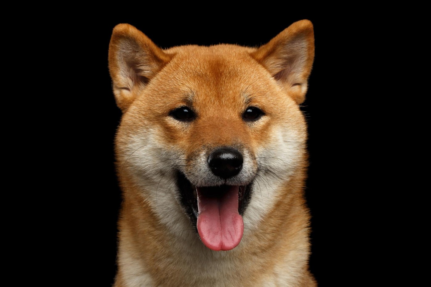 狗狗幣年漲8000 比特幣鬧雙胞 台灣人最熱議的加密貨幣top 10出爐 數位時代businessnext