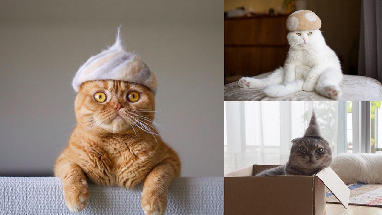 貓毛氈帽正流行 日本攝影師意外帶起的貓界新時尚 Shoppingdesign