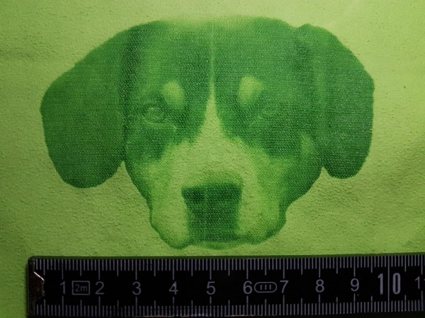 狗狗