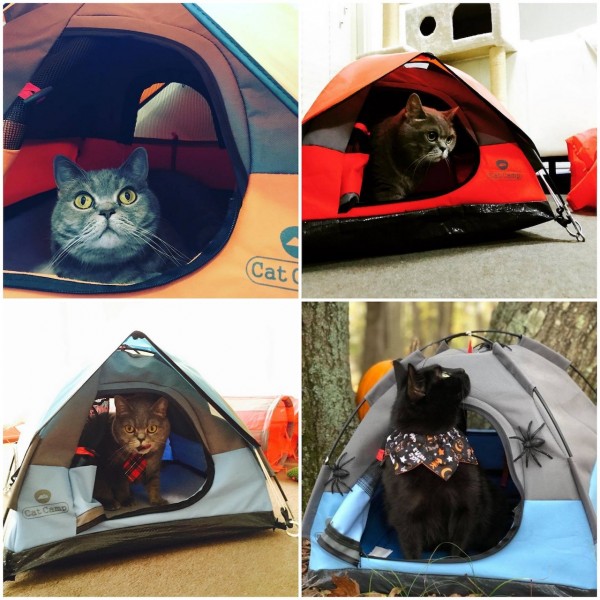 cat camp_貓咪帳篷_05.jpg