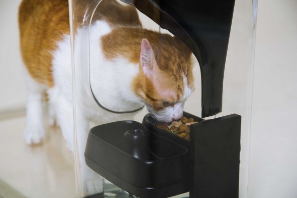 CatFi