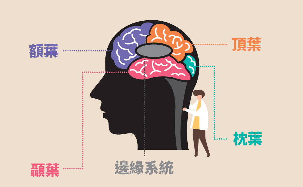 從大腦結構看行銷祕訣.PNG