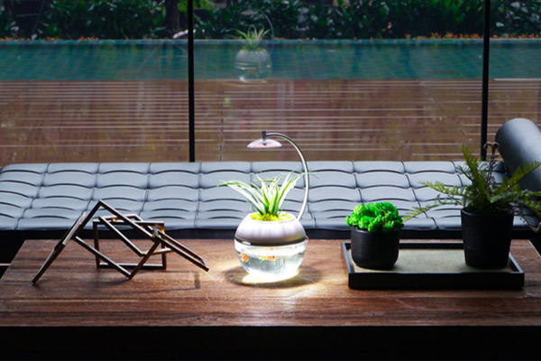香草與魚