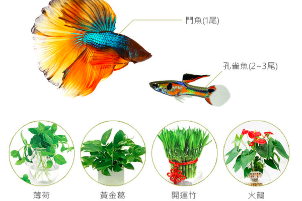 香草與魚