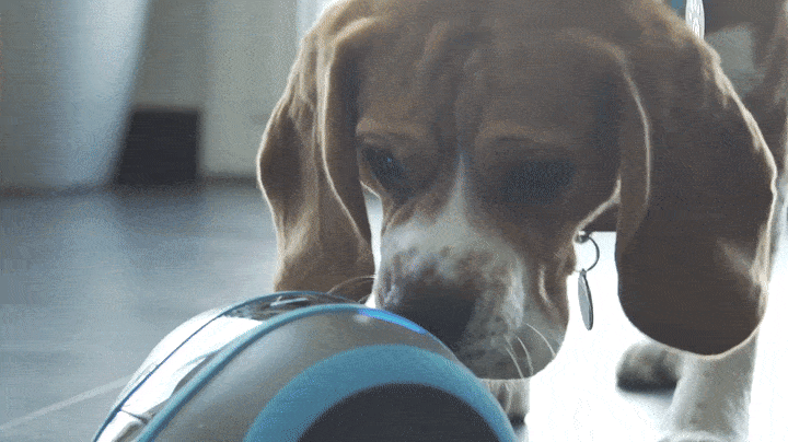 Laïka gif (3).gif