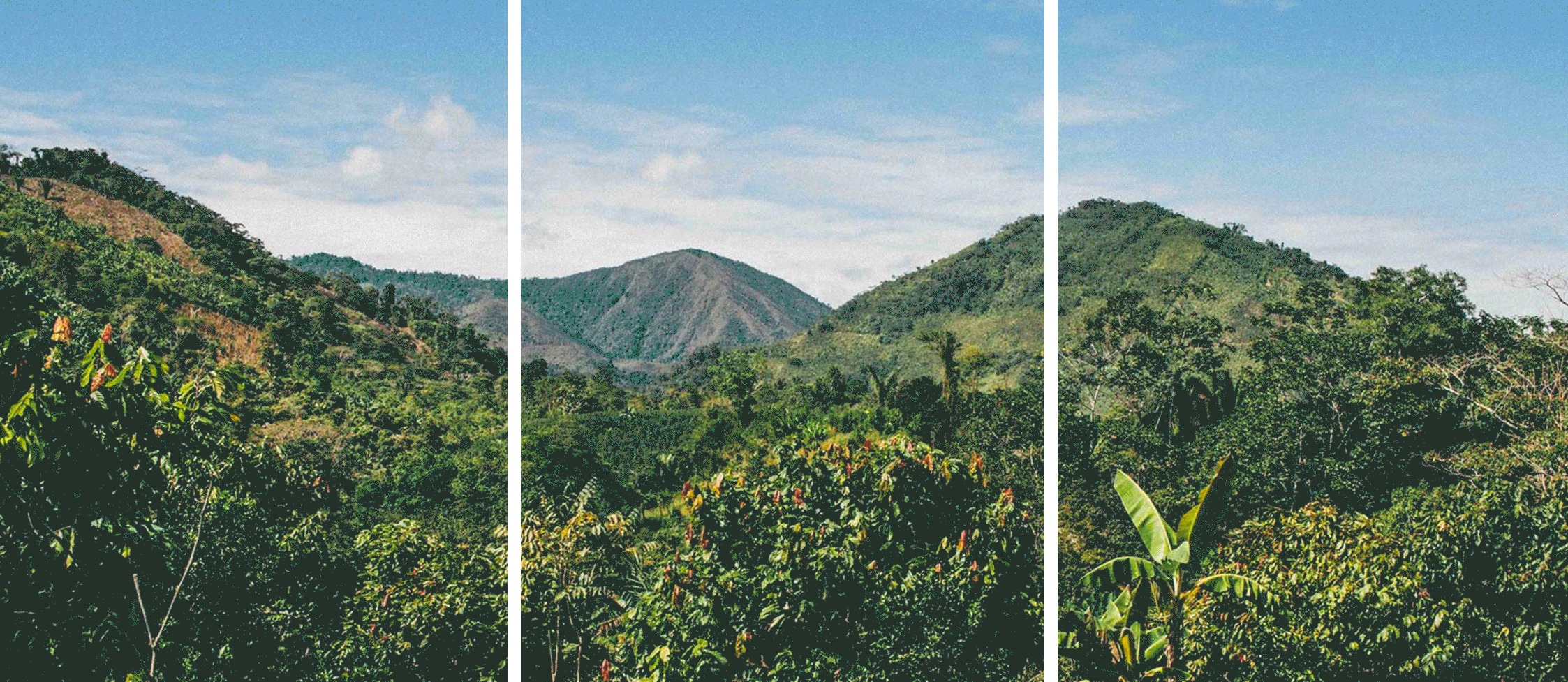 Raaka-Portfolio_TrabuccoCampos-Nov2018-0.gif