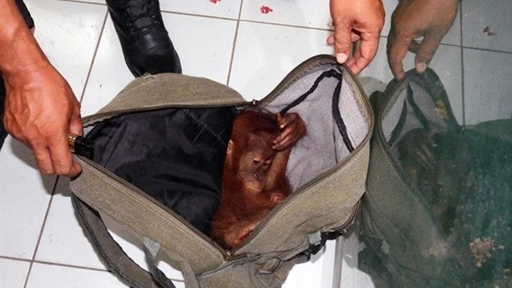 被偷獵的黑猩猩.jpg