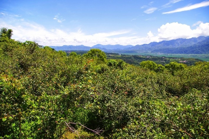 茶籽堂苦茶油2.jpg