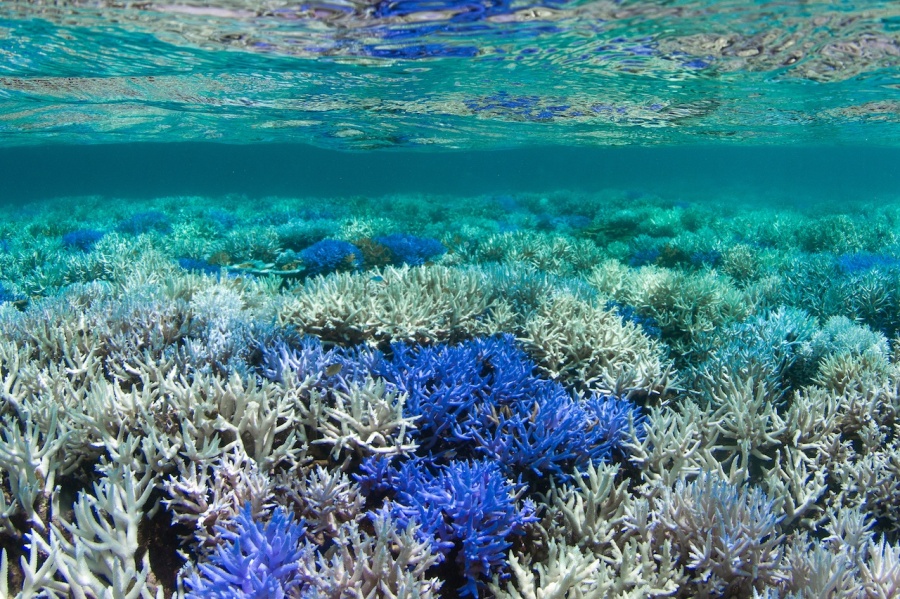01 The Ocean Agency - New Caledonia Fluorescing.jp