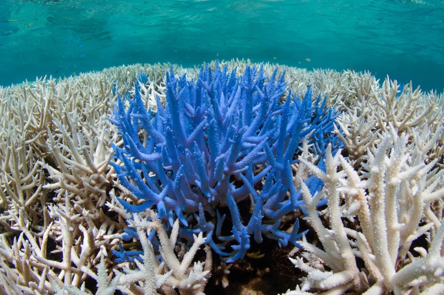03 The Ocean Agency - New Caledonia Fluorescing.jp