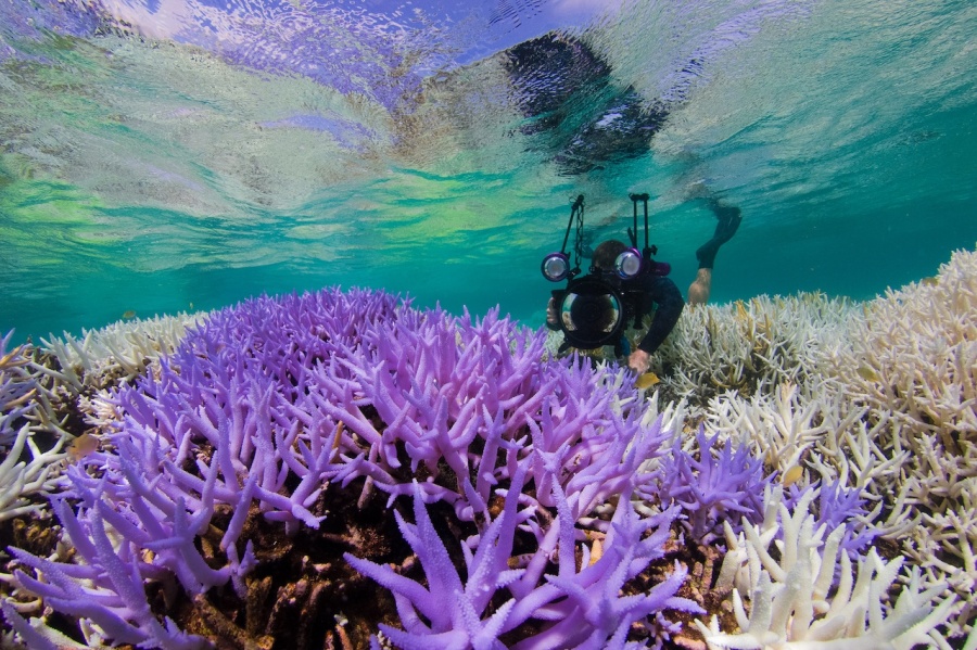 07 The Ocean Agency - New Caledonia Fluorescing.jp