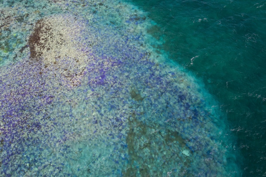 08 The Ocean Agency - New Caledonia Fluorescing.jp