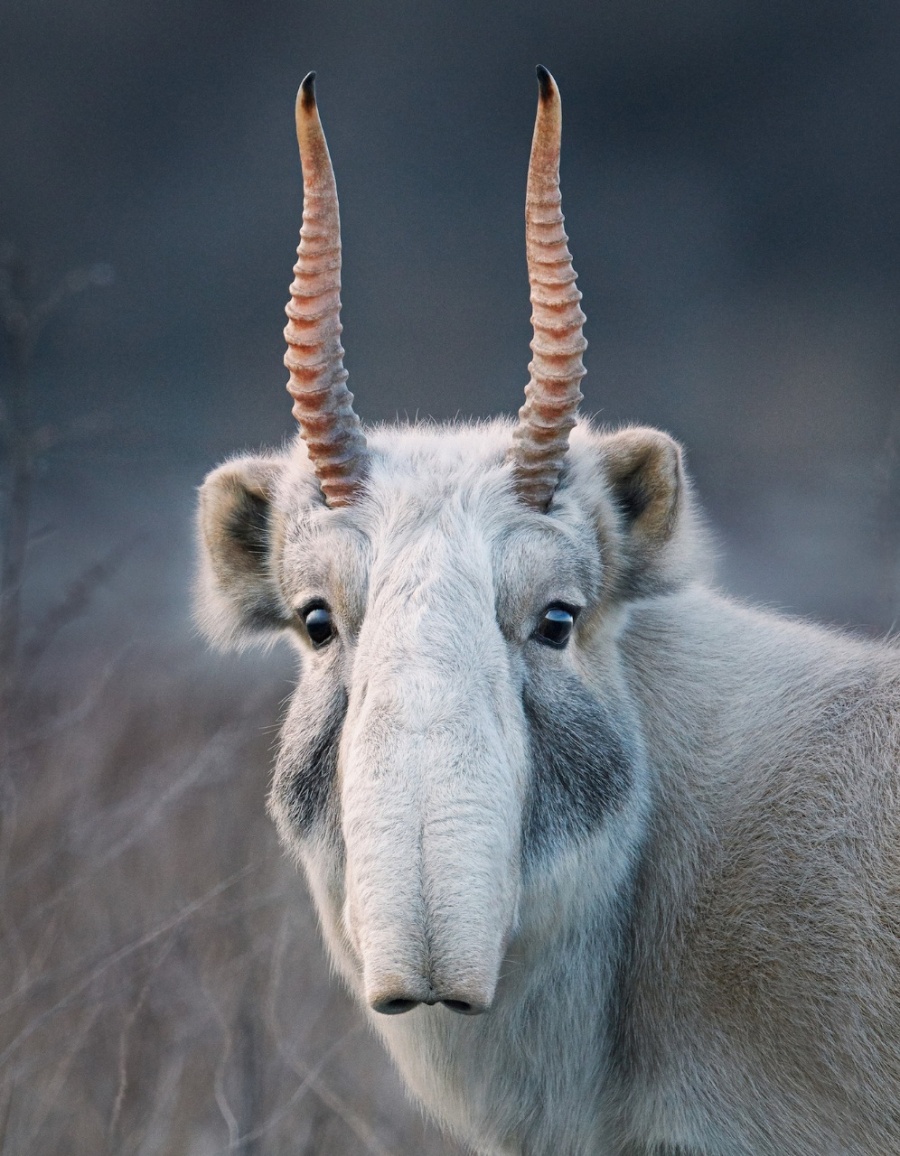 saiga antelope.jpg