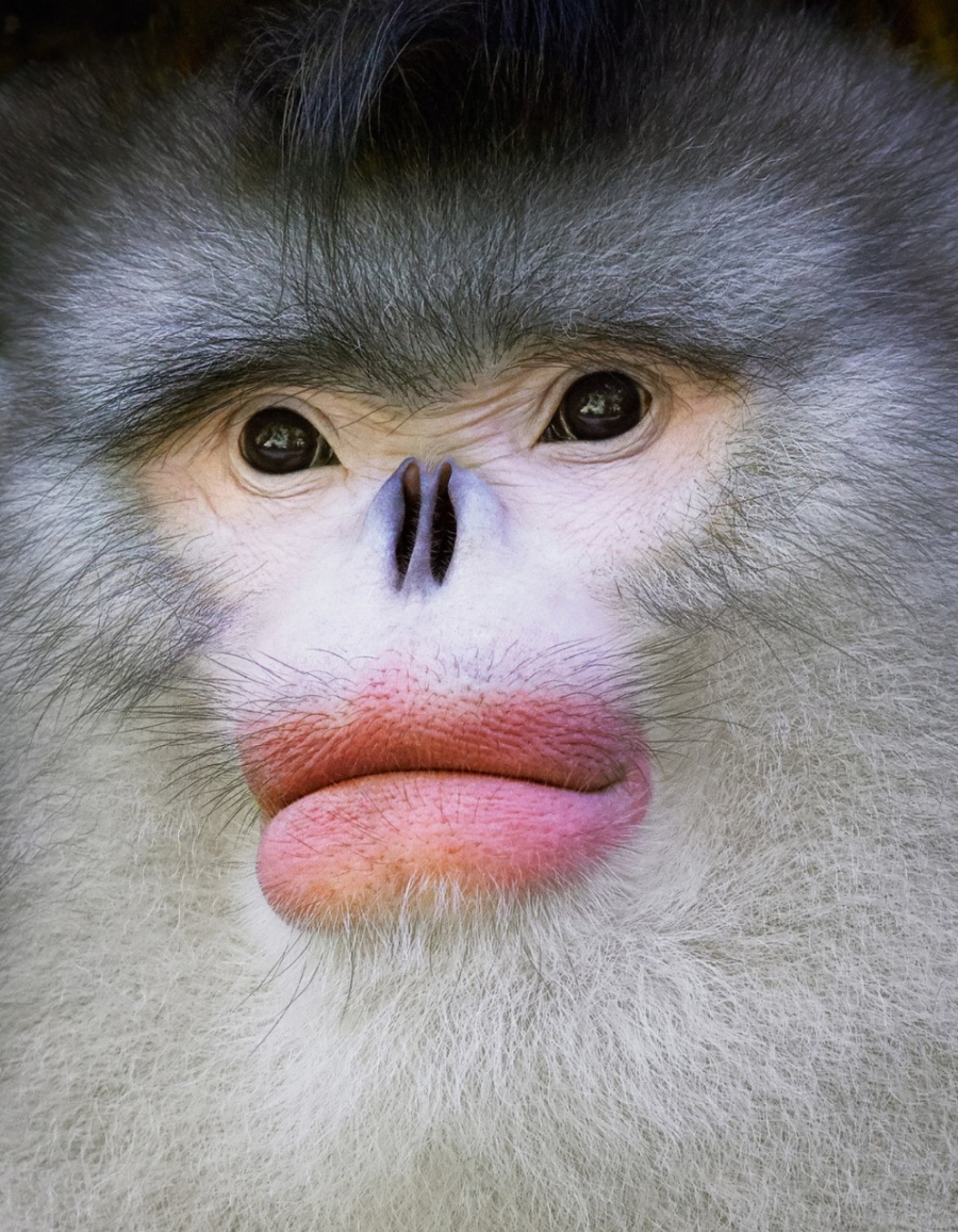 Yunnan Snub Nose Monkey 滇金絲猴.jpg