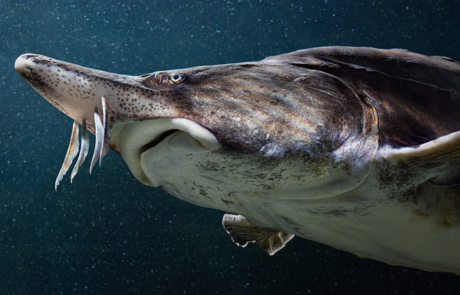 Beluga Sturgeon 歐洲鱑.jpg