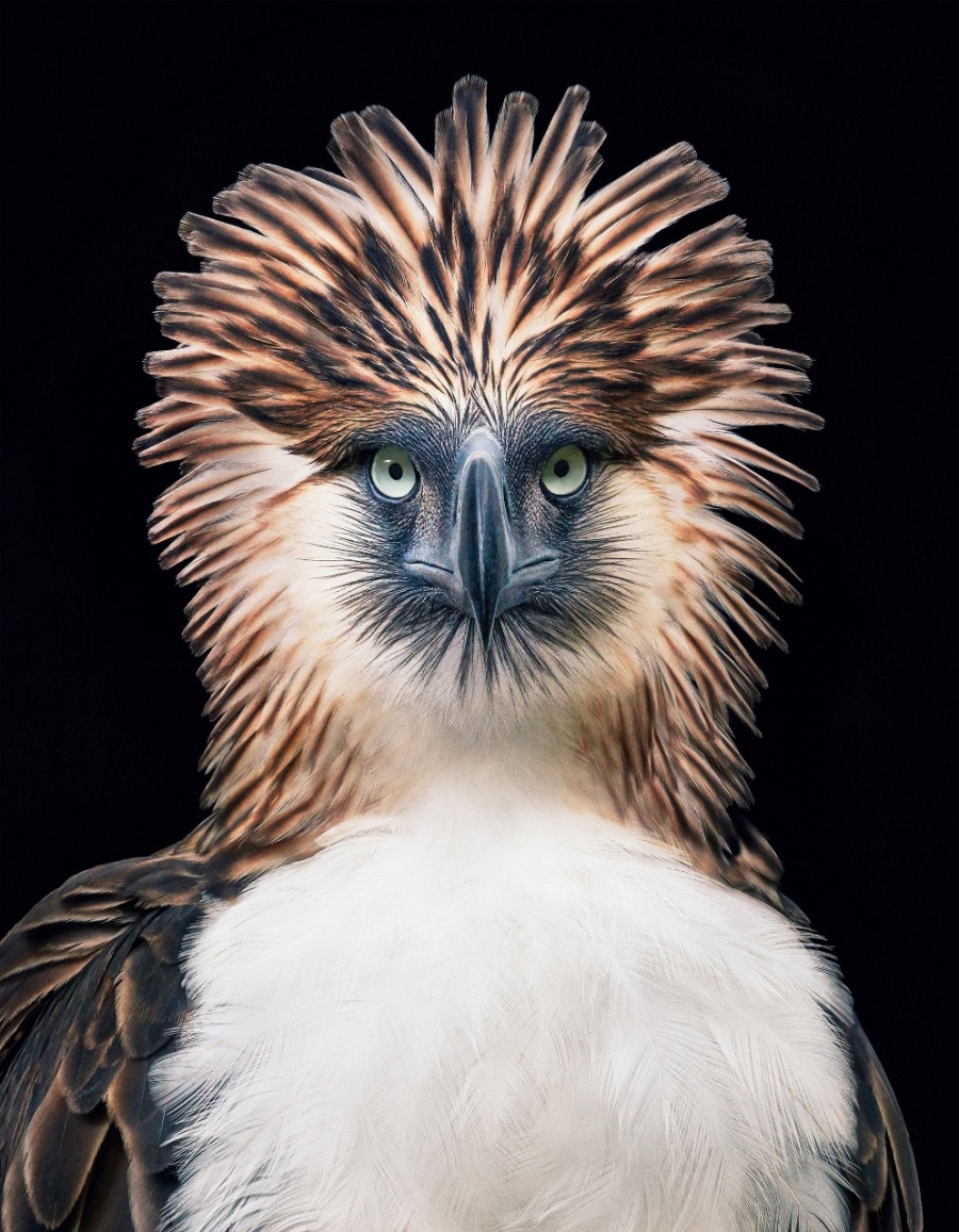 Philippine Eagle 食猿鵰.jpg