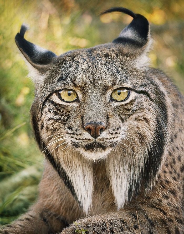 Iberian Lynx 伊比利亞猞猁.jpg