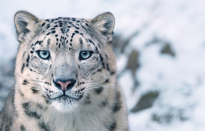 Snow Leopard 雪豹.jpg