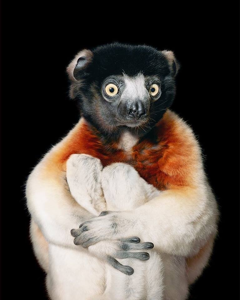 The Crowned Sifaka.jpg