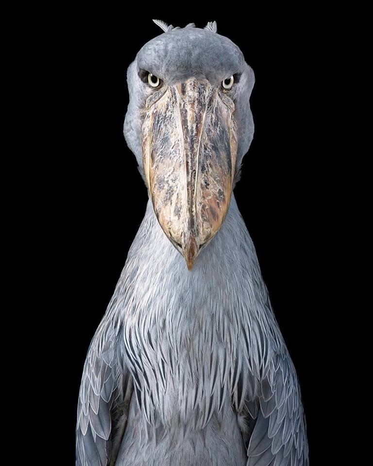 The Shoebill 鯨頭鸛.jpg