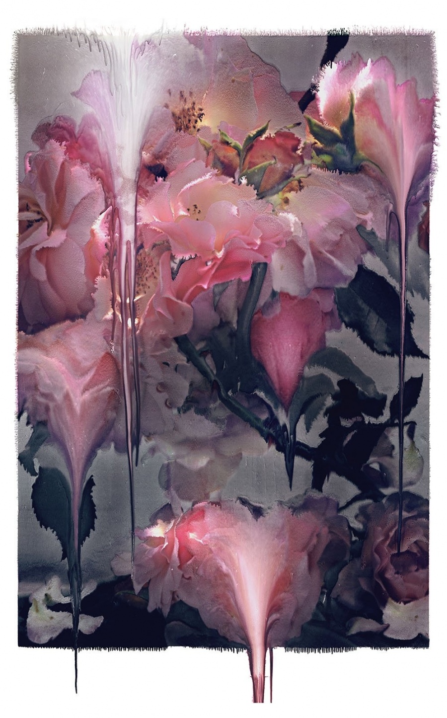 Rose Photo Paintings_Nick Knight 03.jpg