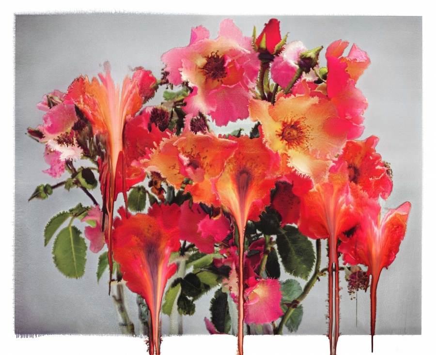 Rose Photo Paintings_Nick Knight 01.jpg