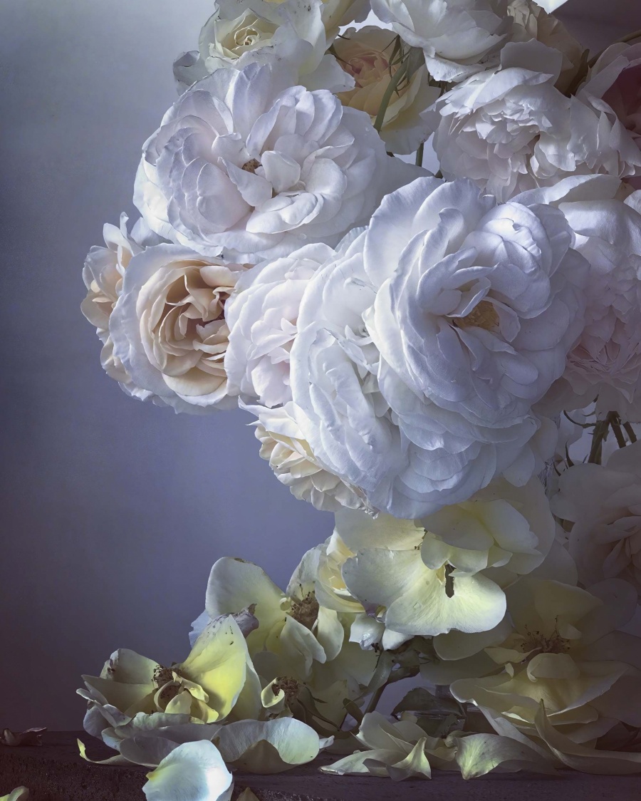 Roses from My Garden_Nick Knight_03.jpg