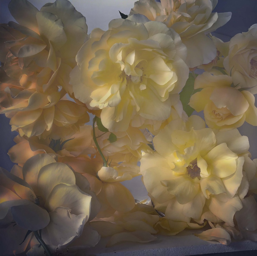 Roses from My Garden_Nick Knight_04.jpg