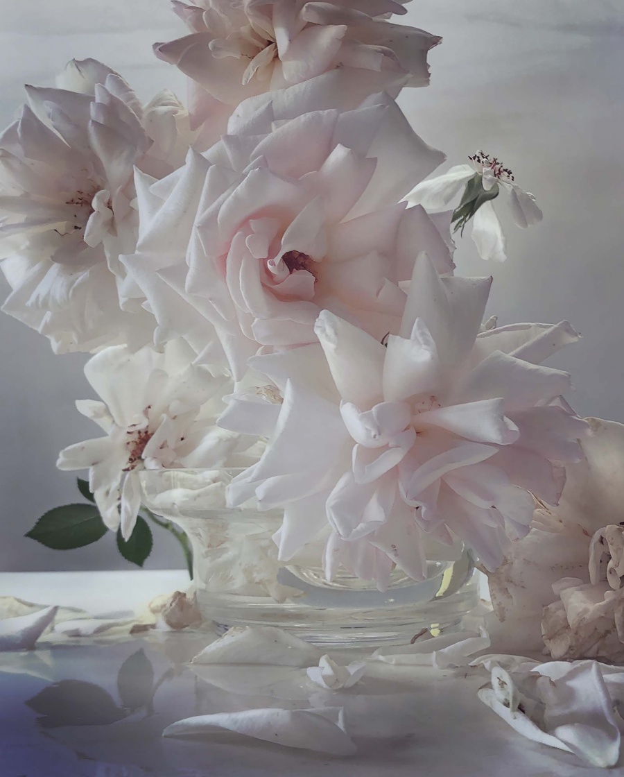 Roses from My Garden_Nick Knight_05.jpg