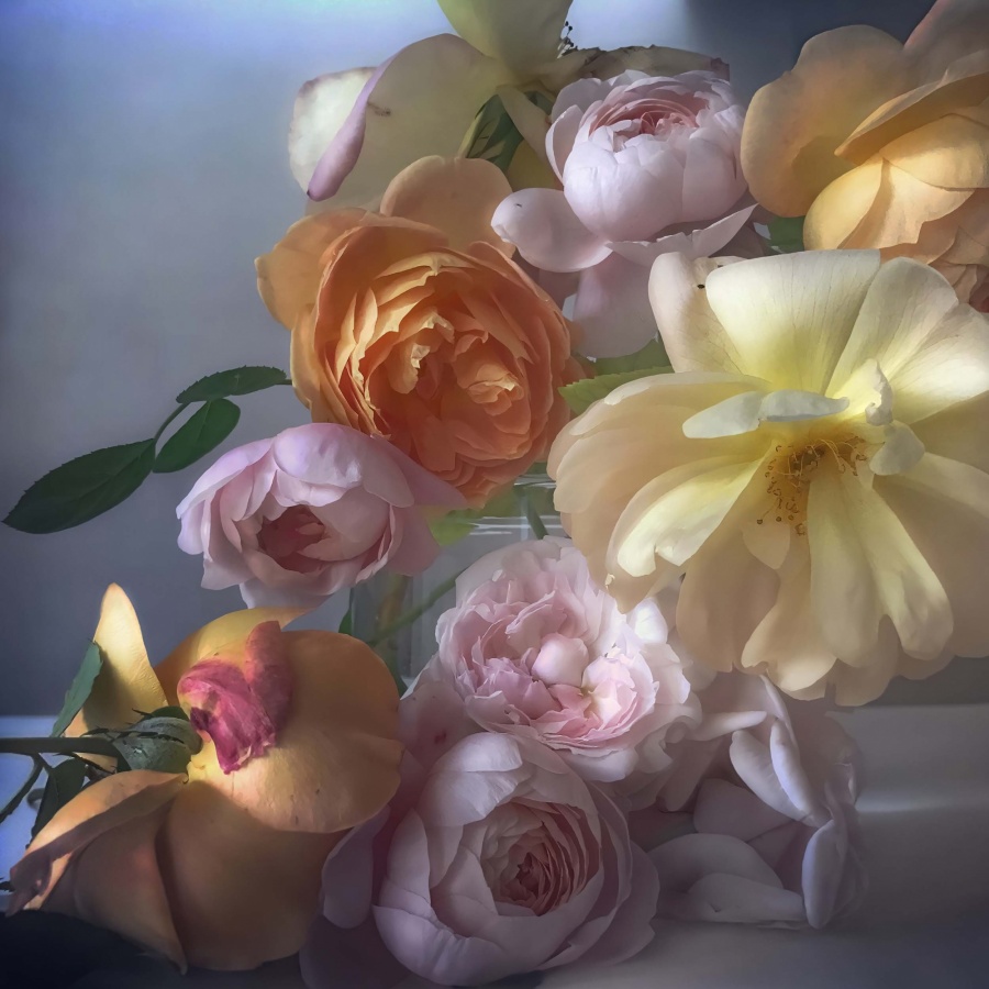 Roses from My Garden_Nick Knight_06.jpg