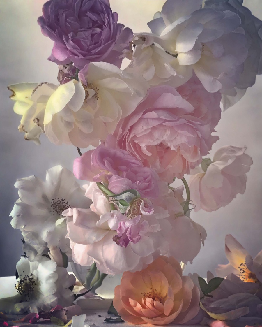Roses from My Garden_Nick Knight_09.jpg