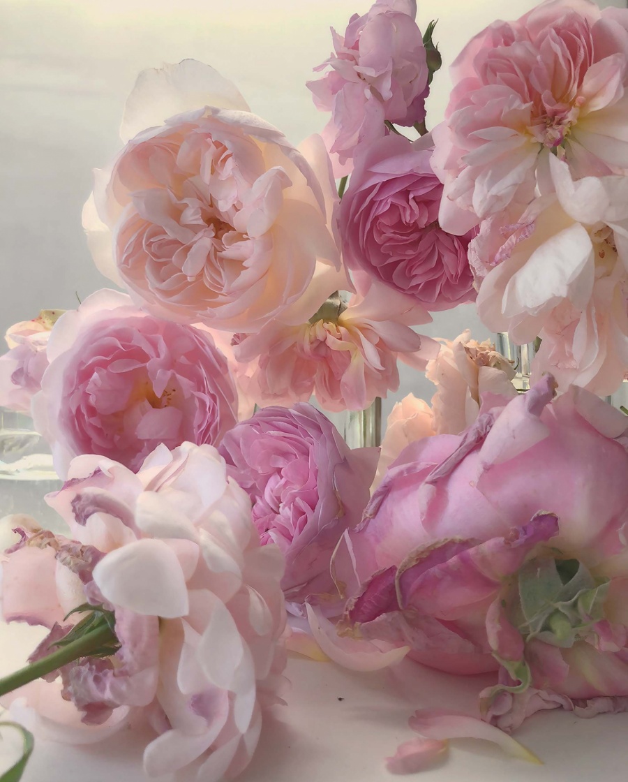 Roses from My Garden_Nick Knight_17.jpg