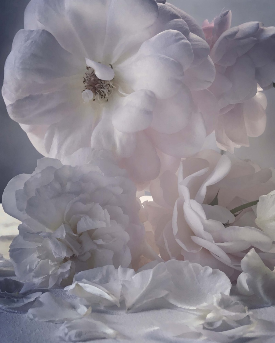 Roses from My Garden_Nick Knight_19.jpg