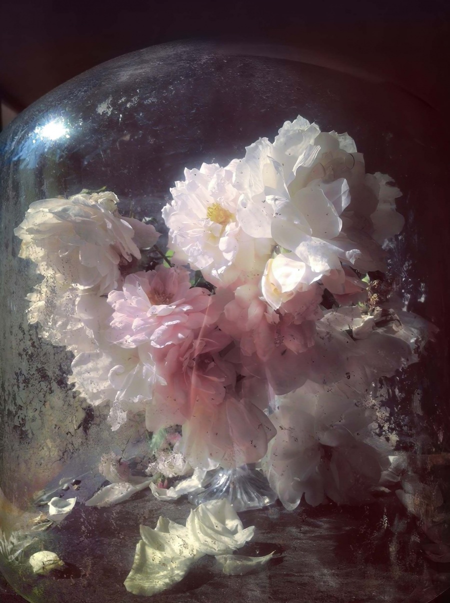 Roses from My Garden_Nick Knight_22.jpg