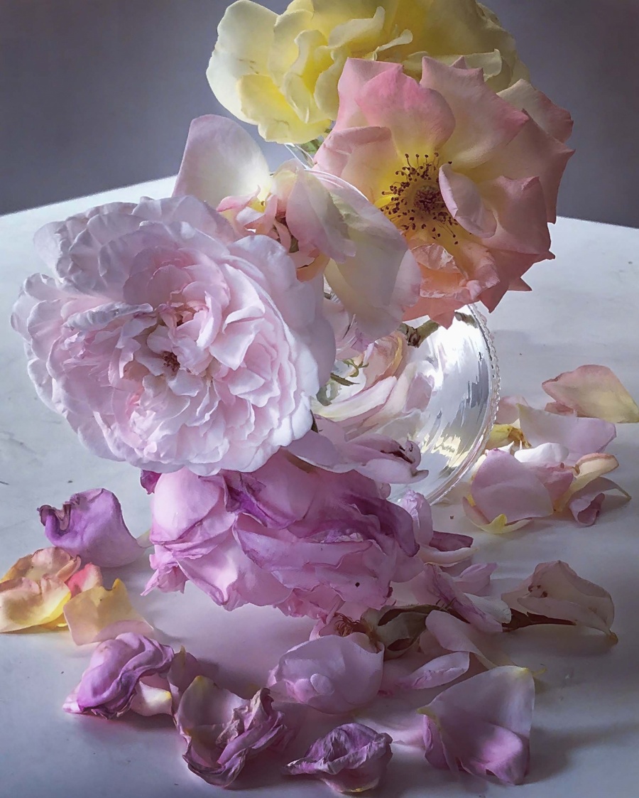 Roses from My Garden_Nick Knight_23.jpg