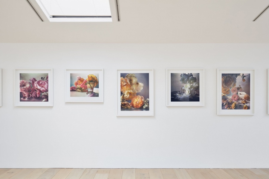 Exhibit_Roses_Nick Knight_03.jpg