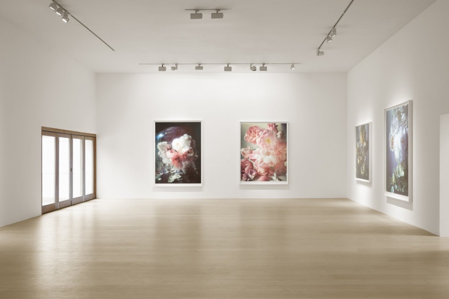 Exhibit_Roses_Nick Knight_06.jpg